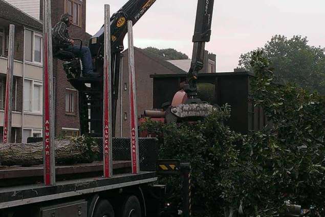 Verwijderen van bomen uit de tuin in Bergen op Zoom